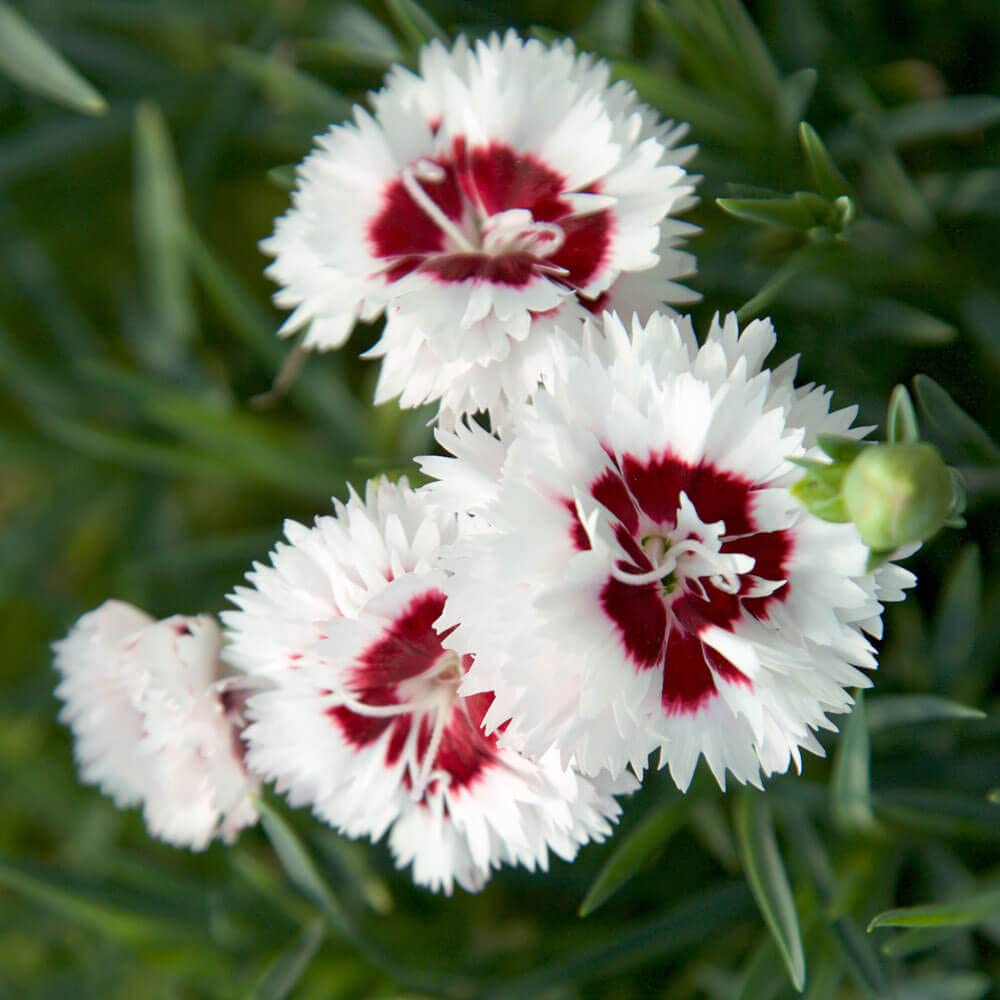 Scent First® Coconut Surprise Dianthus, 2.5 Quart, White Flowering Live Perennial Plant - Fragrant Groundcover
