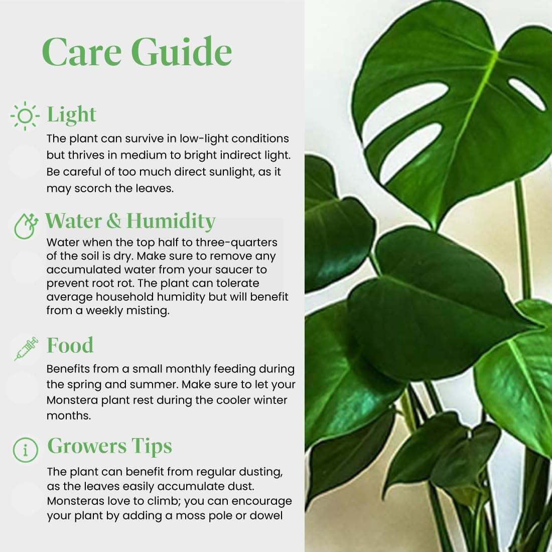 American Plant Exchange Monstera Deliciosa - Live 6-Inch Pot, Easy-Care Split Leaf Vine, Low-Maintenance Air Purifying Houseplant for Home, Office & Garden Décor