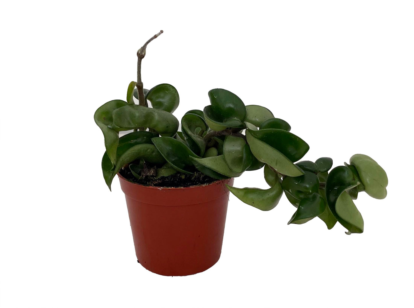 Hindu Indian Rope Plant - Hoya - Exotic/Easy - 4" Pot