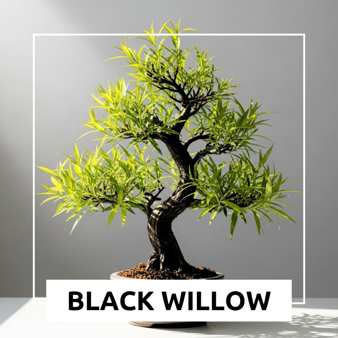 Black Willow Bonsai Tree Cutting to Grow - Dark Branches - Fast Growth, Good for Training - Easy-to-Root for Beginners & Experts, Indoor or Outdoor Planting - Gift for Plant Lovers