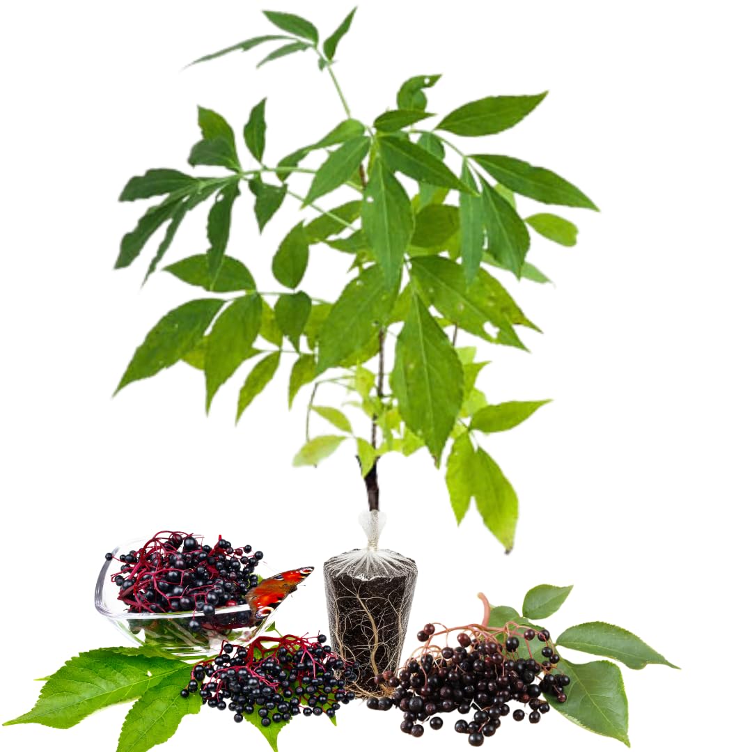2 Black Elderberry Plants Live to Grow, 6 to 12 Inch Tall, Elderberries Bush Live, Berry Fruit Trees Live Plants