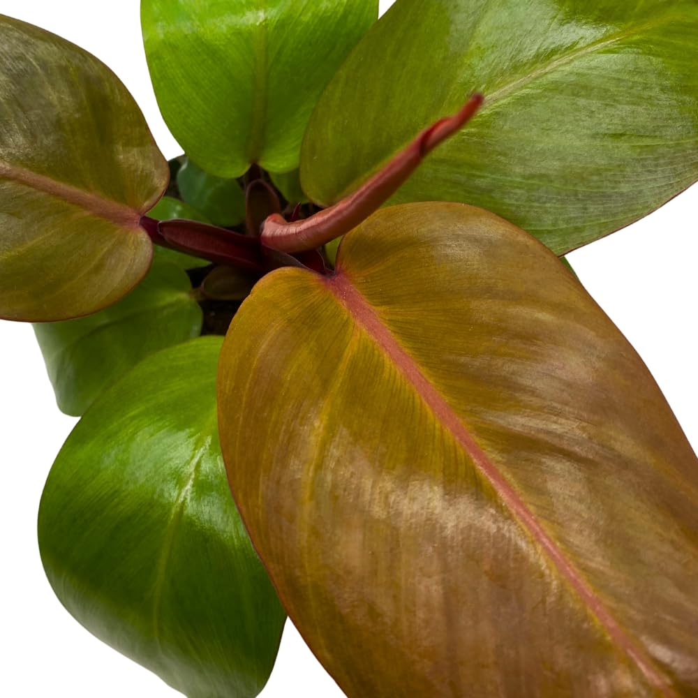 BubbleBlooms Philodendron McColley's Finale, 4 inch Bright Red Philo