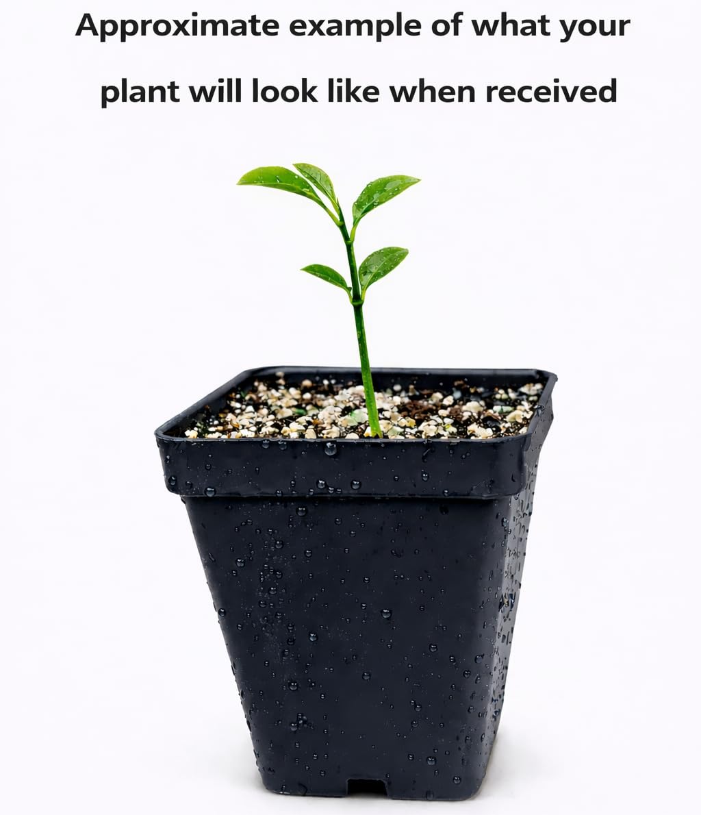 Clementine Mandarin Tree - 2-5 Inch Tall Live Plant - Potted Orange Fruit Seedling - Citrus x Clementina