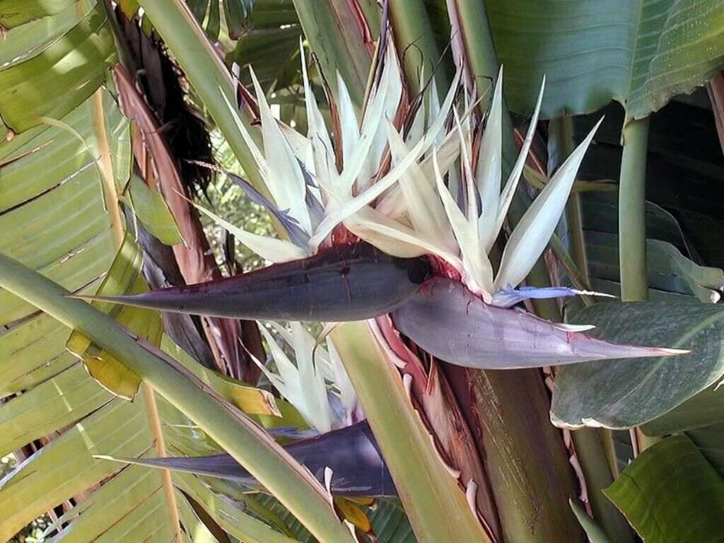 Live Plant - Giant Whitebird of Paradisestrelitzia Nicholairooted Plant10-12 Inches Tall