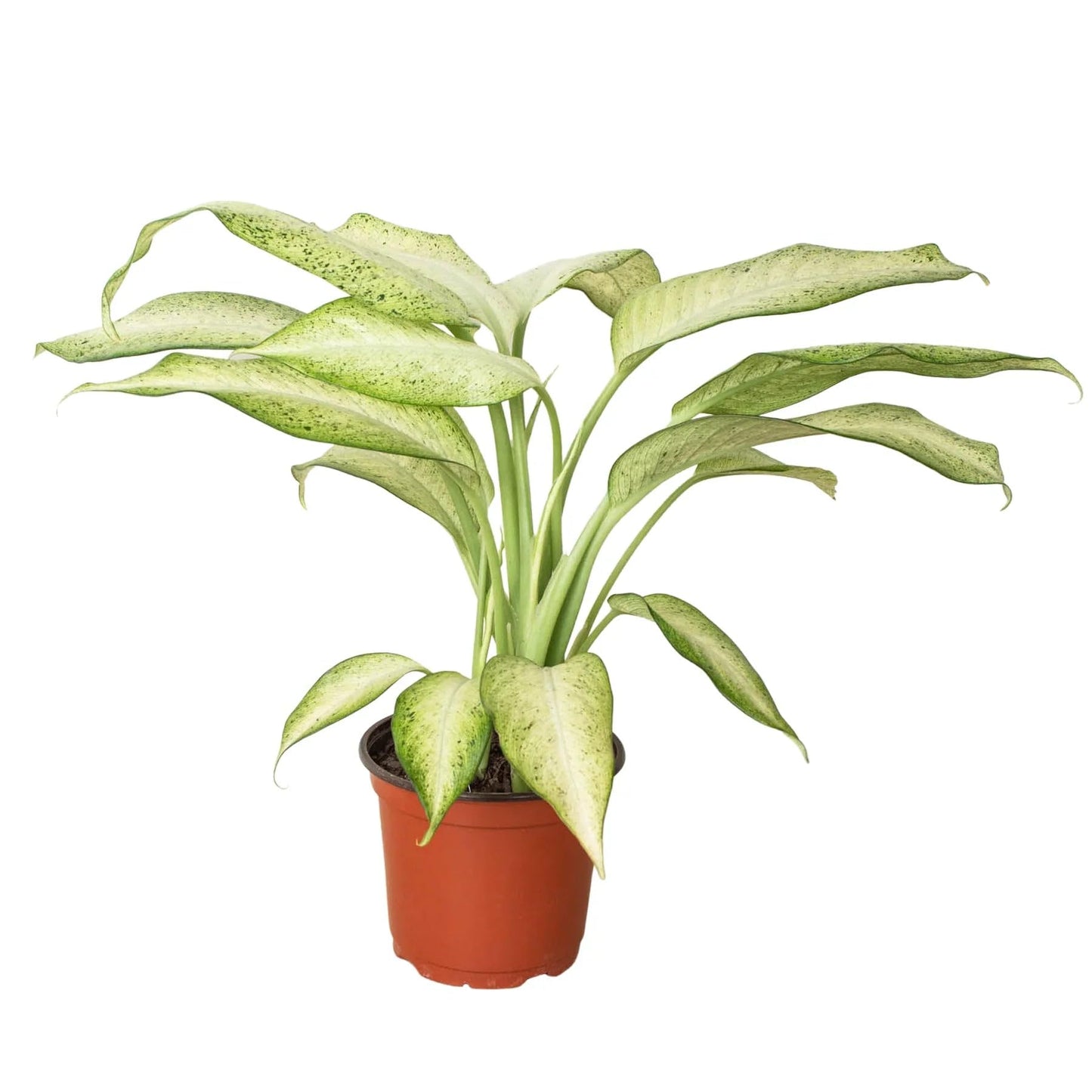 Dieffenbachia 'Camouflage' | Live Plant for Indoor & Outdoor | for Living Room, Office, Bathroom | (6" Pot)