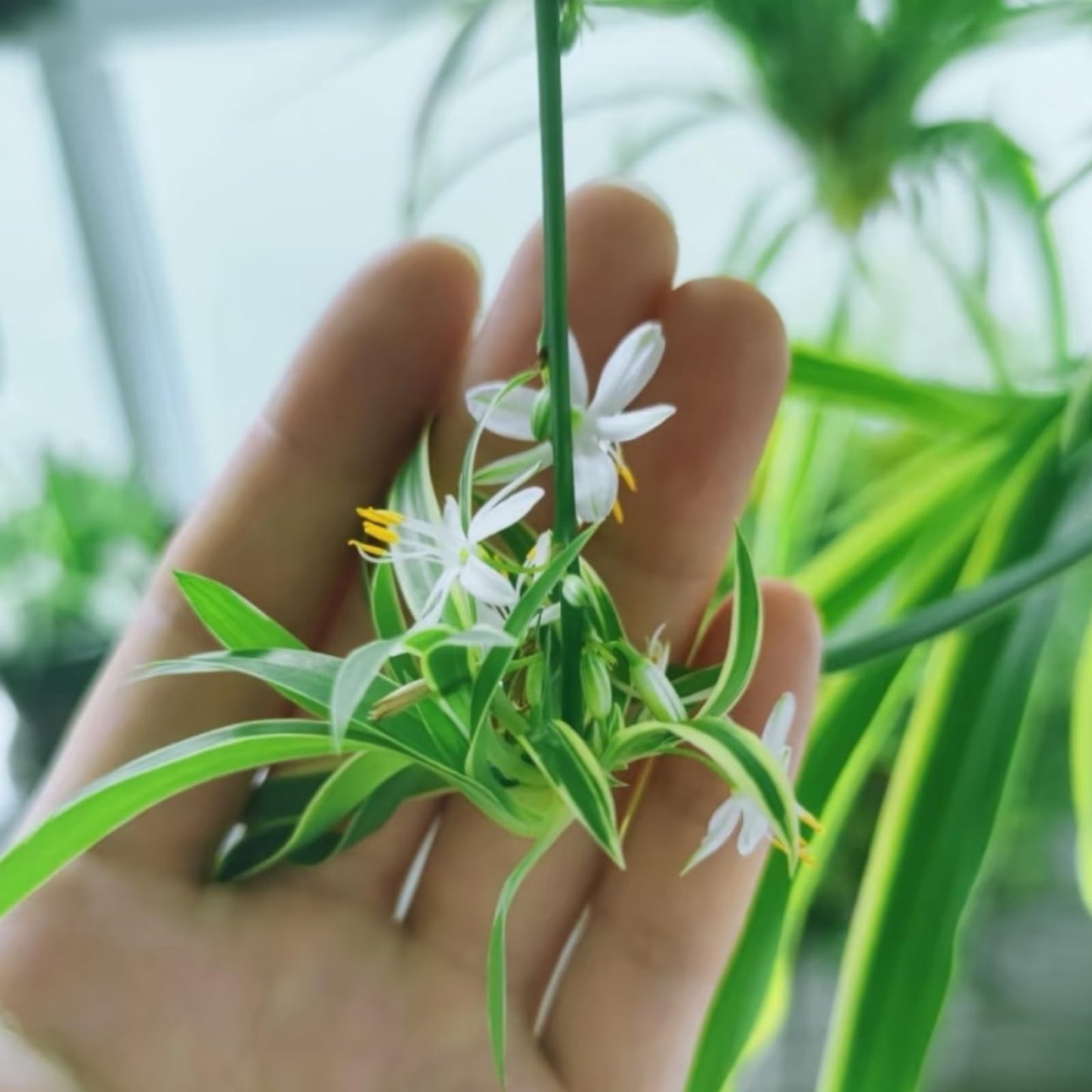 NYGardenia 2 Reverse Variegated Spider Plant Cuttings – Fast-Growing Indoor Houseplants, Air-Purifying Hanging Basket Greenery