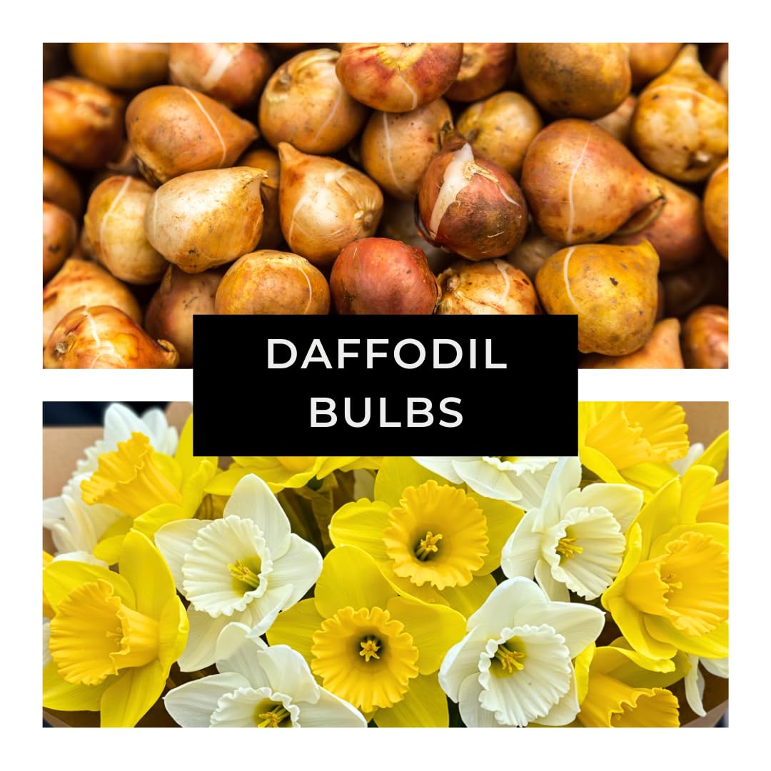 Daffodil Mix Bulbs for Planting - Easy to Grow Perennial Flowers for Garden or Containers (25 Bulbs)
