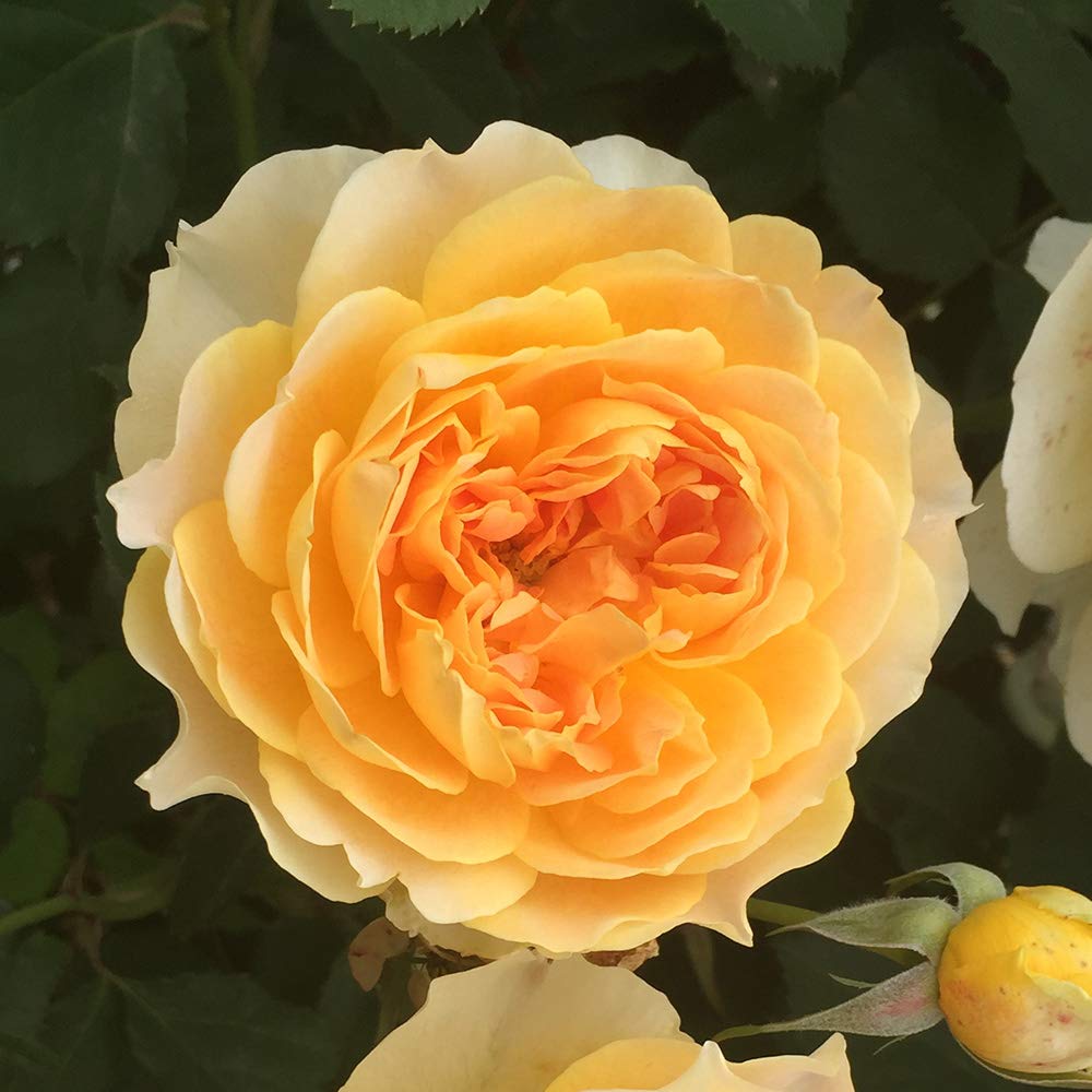 Heirloom Roses Rose Plant - Molineux® Yellow Rose Bush, David Austin Live Plant for Planting Outdoors