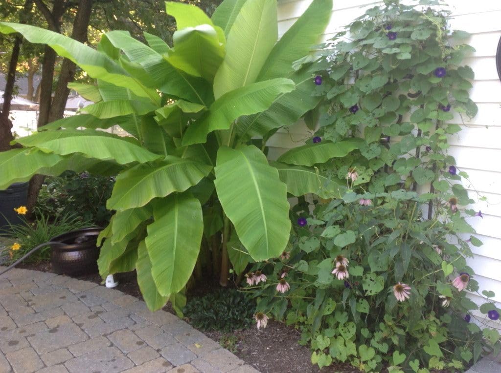 Musa Basjoo Banana Tree Cold Hardy | Japanese Banana Live Plant 6 inches Tall