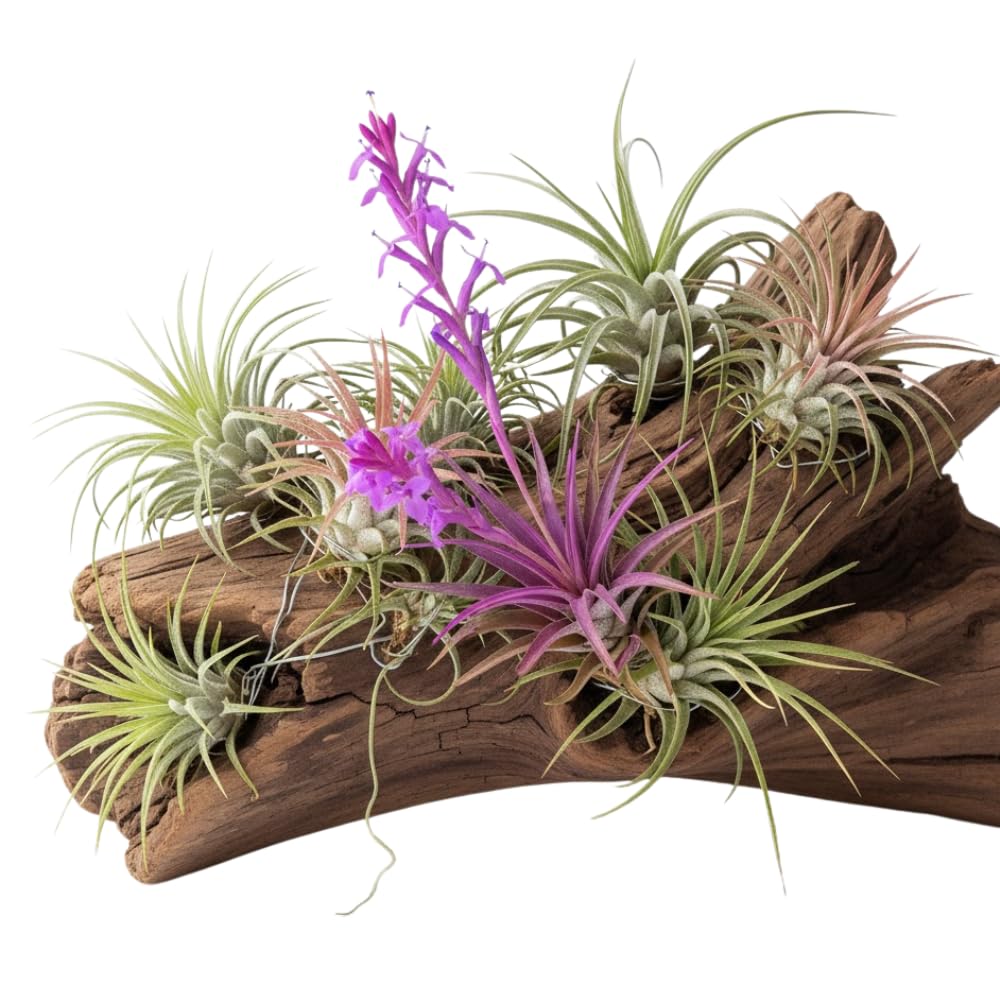 20 Tillandsia Air Plants, Live Succulents Indoor Plants, Assorted Airplants Variety for Decoration, Terrariums, and Office