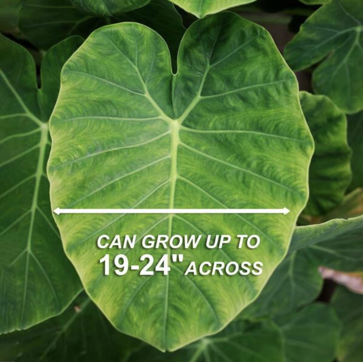 20 Green Elephant Ear Taro Bulbs - cocoyam, dasheen, eddo, Egyptian Ginger, IMO, kalo, colocasia antiquorum, IMO, Dalo, Taro