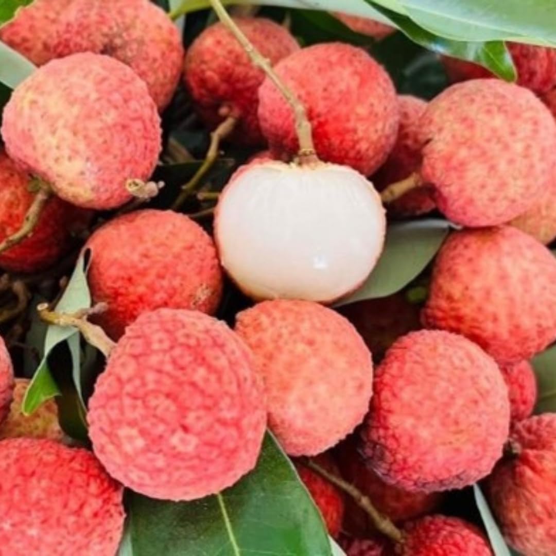 Live Sweetheart Lychee Fruit Tree, Perennial Tropical Lychee Fruit Trees, 3-4 Feet Tall in 3 Gallon Pot for Oudoor Garden, No Ship to CA