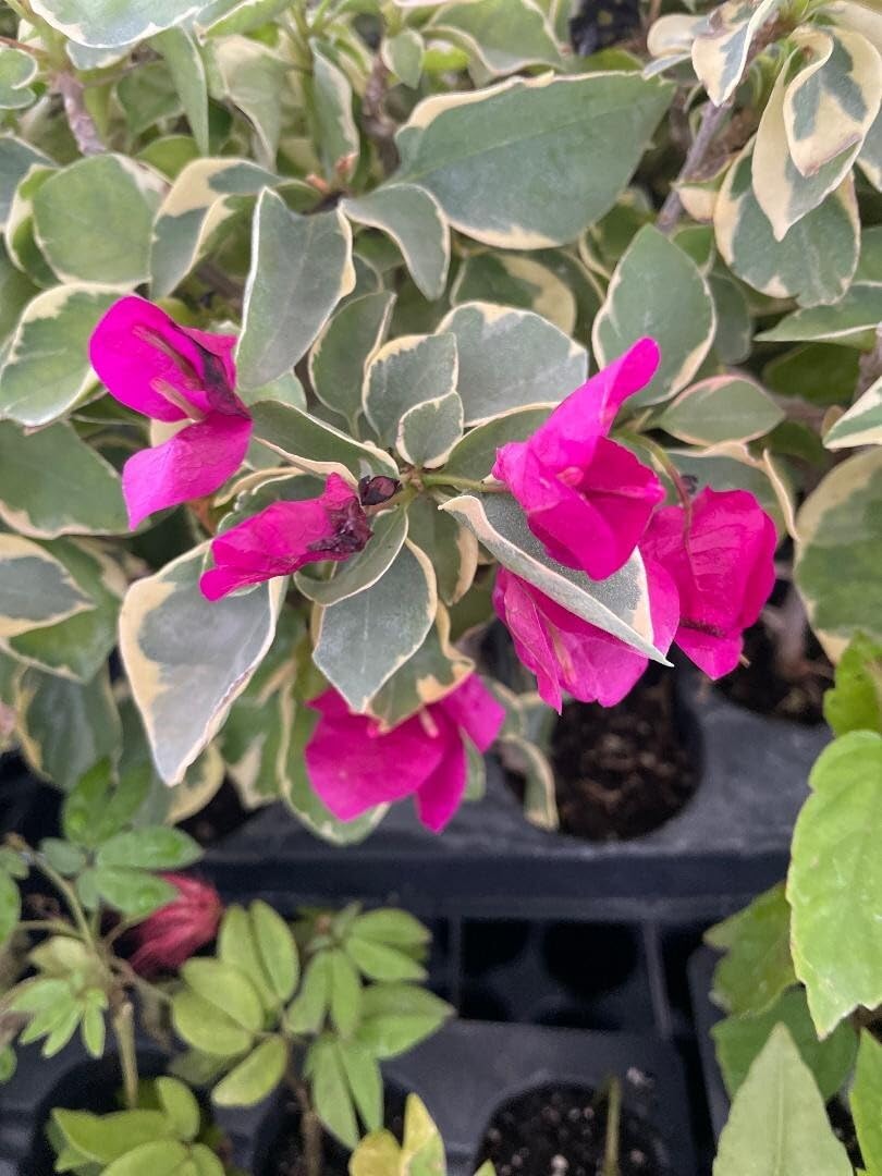Live Plant - Claret Red Bougainvillea Small Well Rooted Starter Plant
