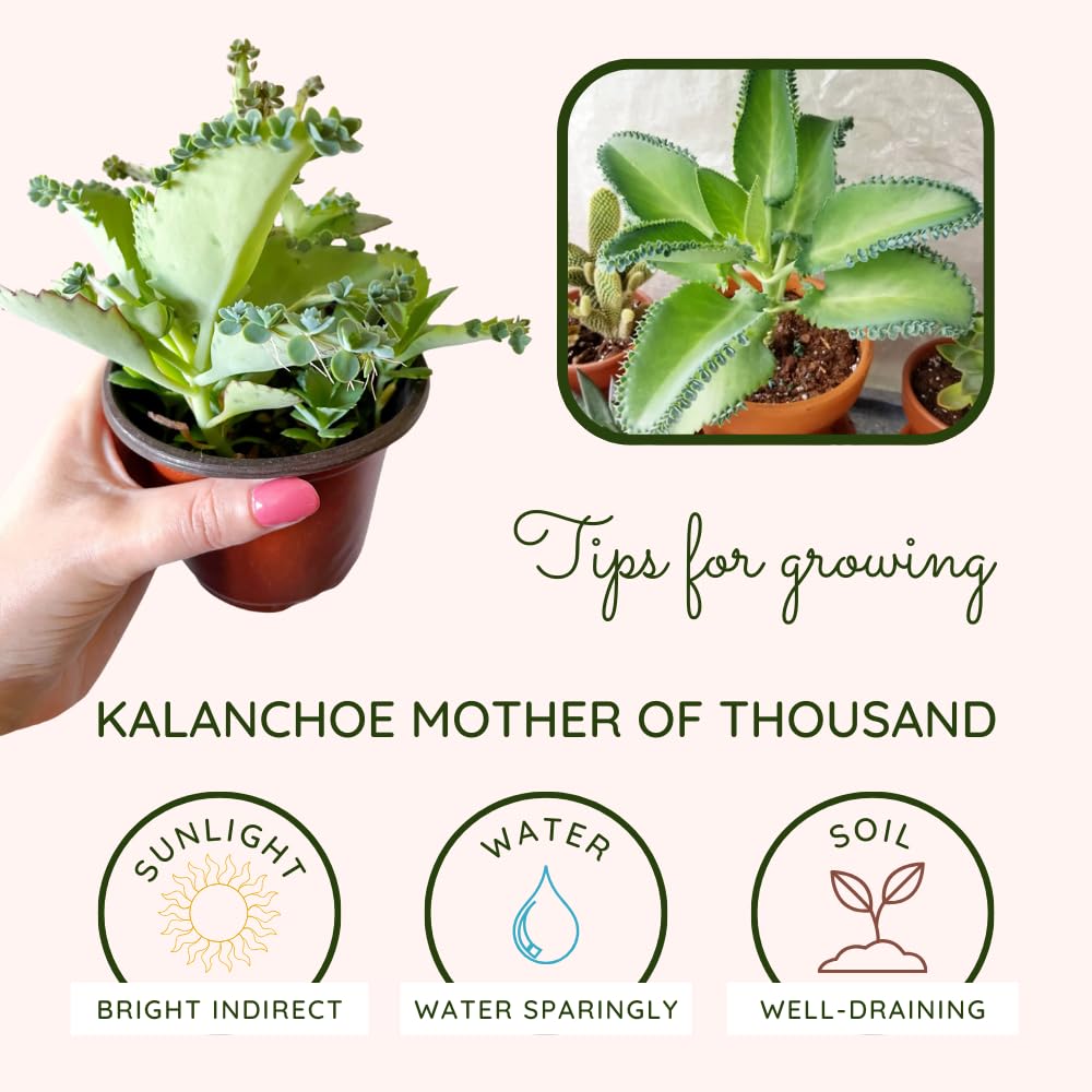 Mother of Thousands Kalanchoe Plant Live 4'' Pot, Hardy Succulent Indoor Houseplant for Growing