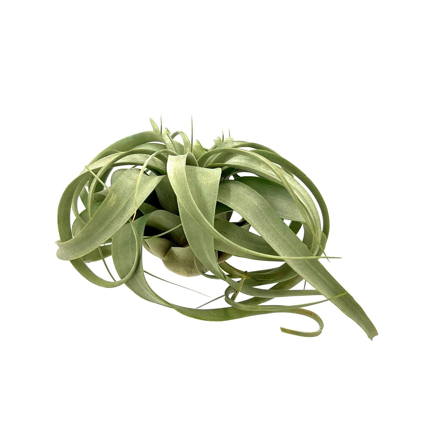 ragnaroc Air Plants - Tillandsia Xerographica, Large 5-7” - 1ct - Live Arrival Gauranteed - House Plants for Home Decor & Gift