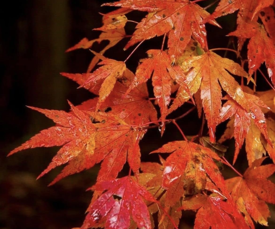 Autumn Blaze Maple Tree - 6-12" Tall Live Plant - 2.5" Pot - Fast Growing Landscape Shade Tree - Acer x freemanii 'Jeffersred'