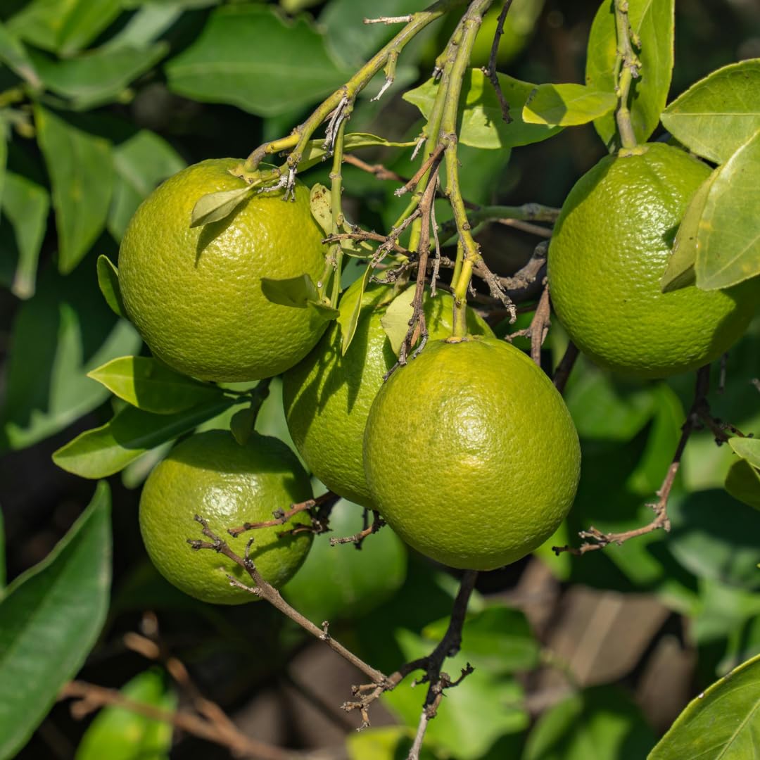 Seedless Lime Plant Live, Lime Fruit Tree, 3 Feet Tall in 5 Gallon Pot for Indoor or Outdoor