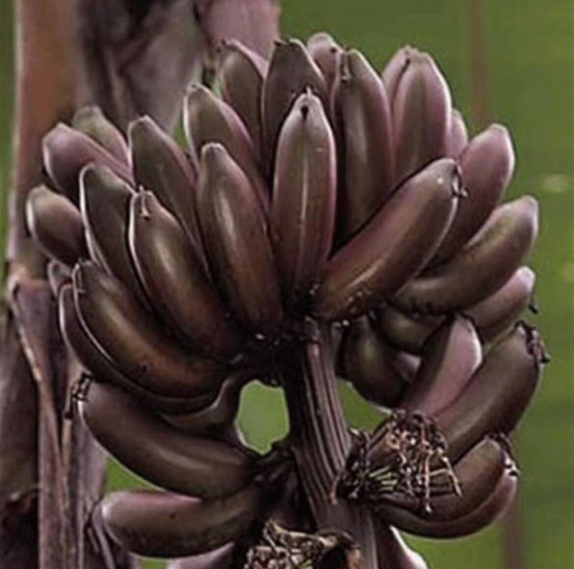 Live Plant - Dwarf Red Bananas 2- Edible Red Banana - Sumatrana X Cross