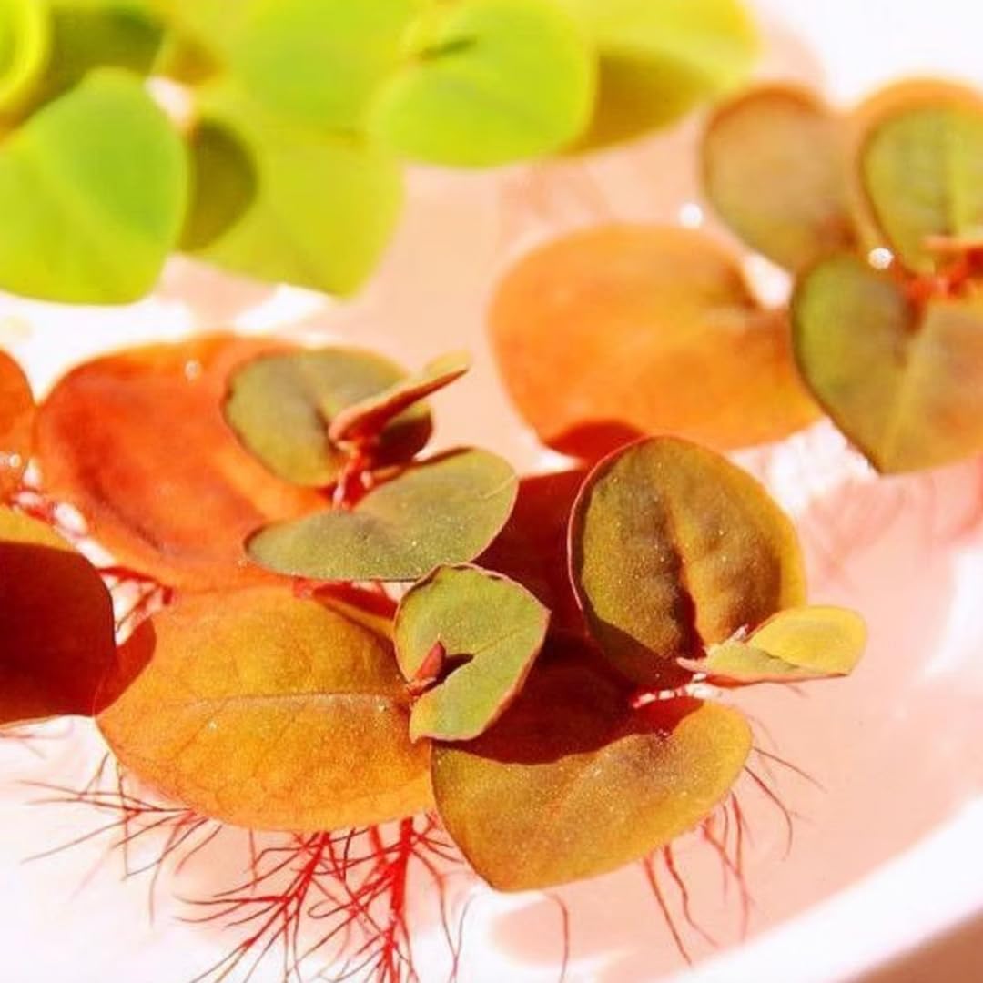 30+ Red Root Floater Plants Live, Aquarium Plants Live, Live Floating Plant for Aquarium, Aquatic Live Plants