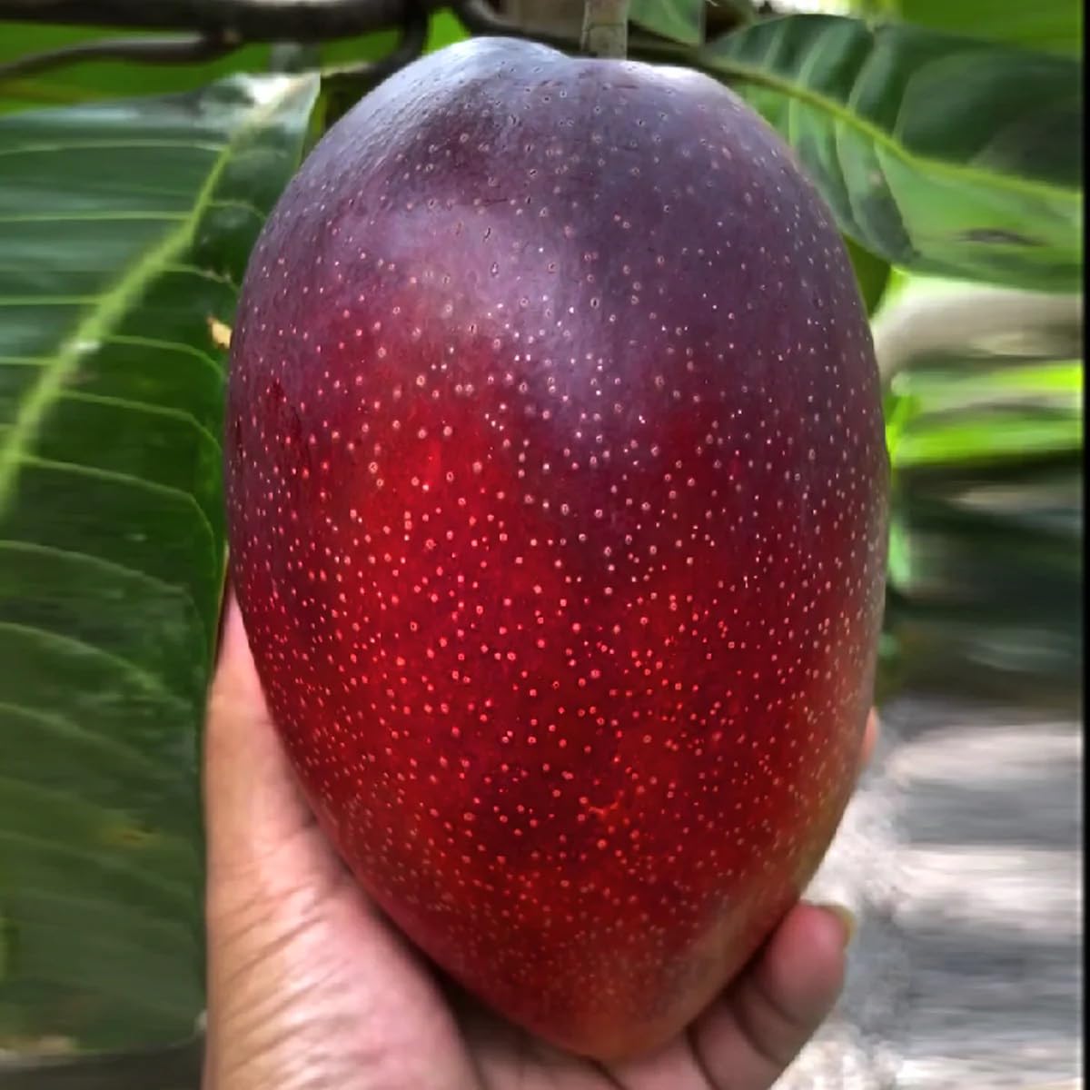 GRafted Miyazaki Mango (manglifera) Egg of Sun Live fruit tree