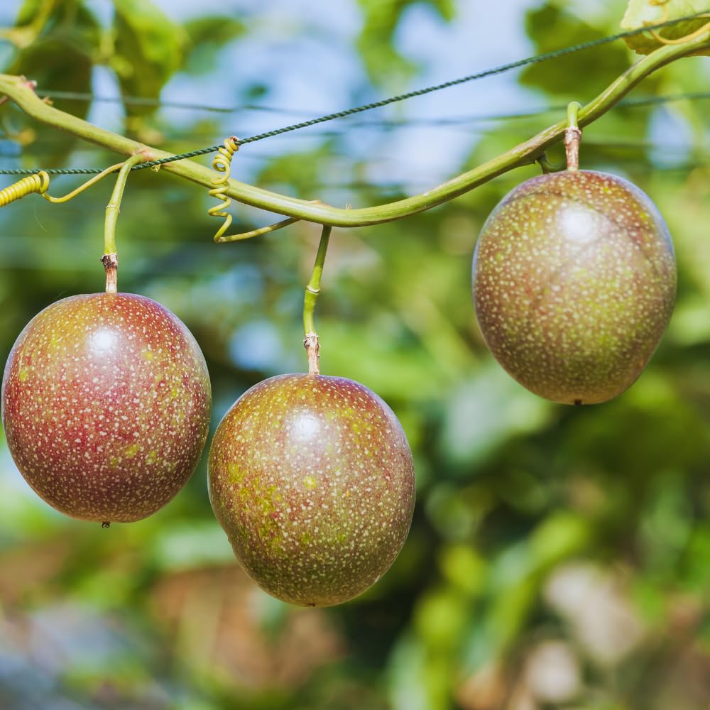 Passion Fruit Tree Live Plant, Purple Passionfruit Vine Plant Live, Passion Fruit Plant for Garden Outdoor or Indoor, 5 to 8 Inc in Height