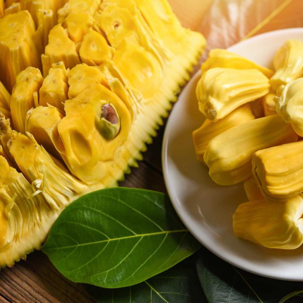 Jackfruit Tree Tropical Fruit Live Plant in 1 Gallon Pot, Perennial Fruit Tree, Yellow Jackfruit Plant from 2-3 Feet Tall