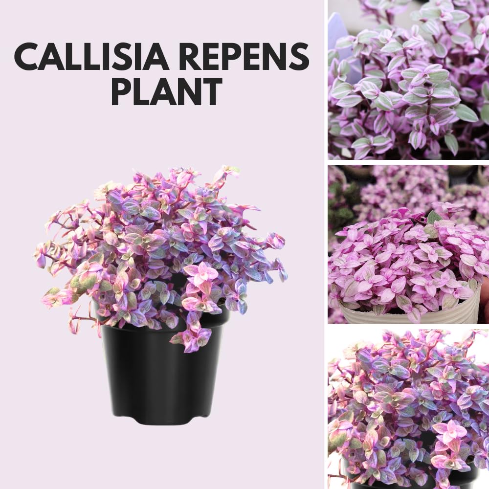 Pink Lady Callisia Repens Plant Live, Callisia Repens Succulent Plants, Pink Turtle Vine Indoor Houseplant, 4 Inch Pot