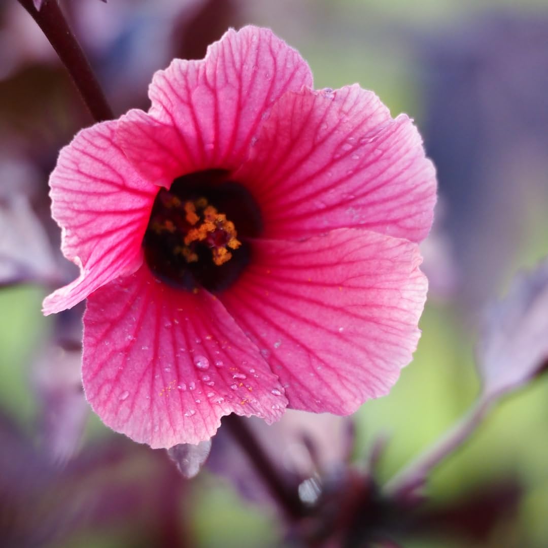 2 Live Cranberry Hibiscus Plants, Ornamental Hibiscus, 4-8 Inches Tall, Ready for Planting