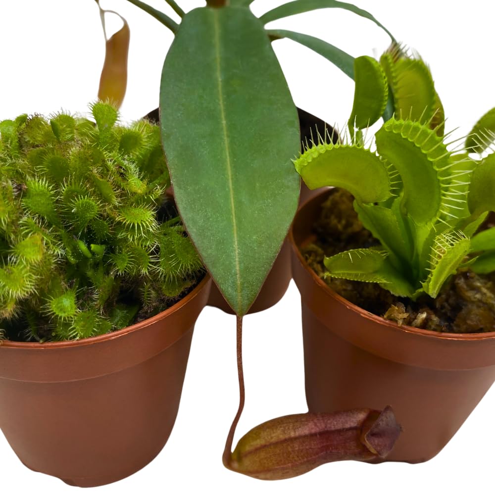 BubbleBlooms Carnivorous Plant Assortment Set, 3 Different Plant Species in 2 inch Pots