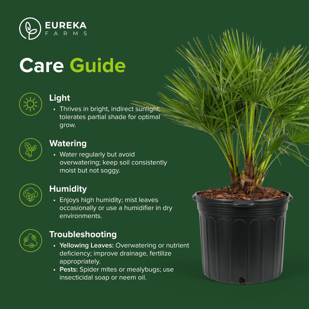 European Fan Palm Tree Multi - Chamaerops Humilis, Cold Hardy Mediterranean Palm, Drought-Tolerant Ornamental Plant for Patios, Gardens, and Landscapes (3gal Pot, 2-3ft)
