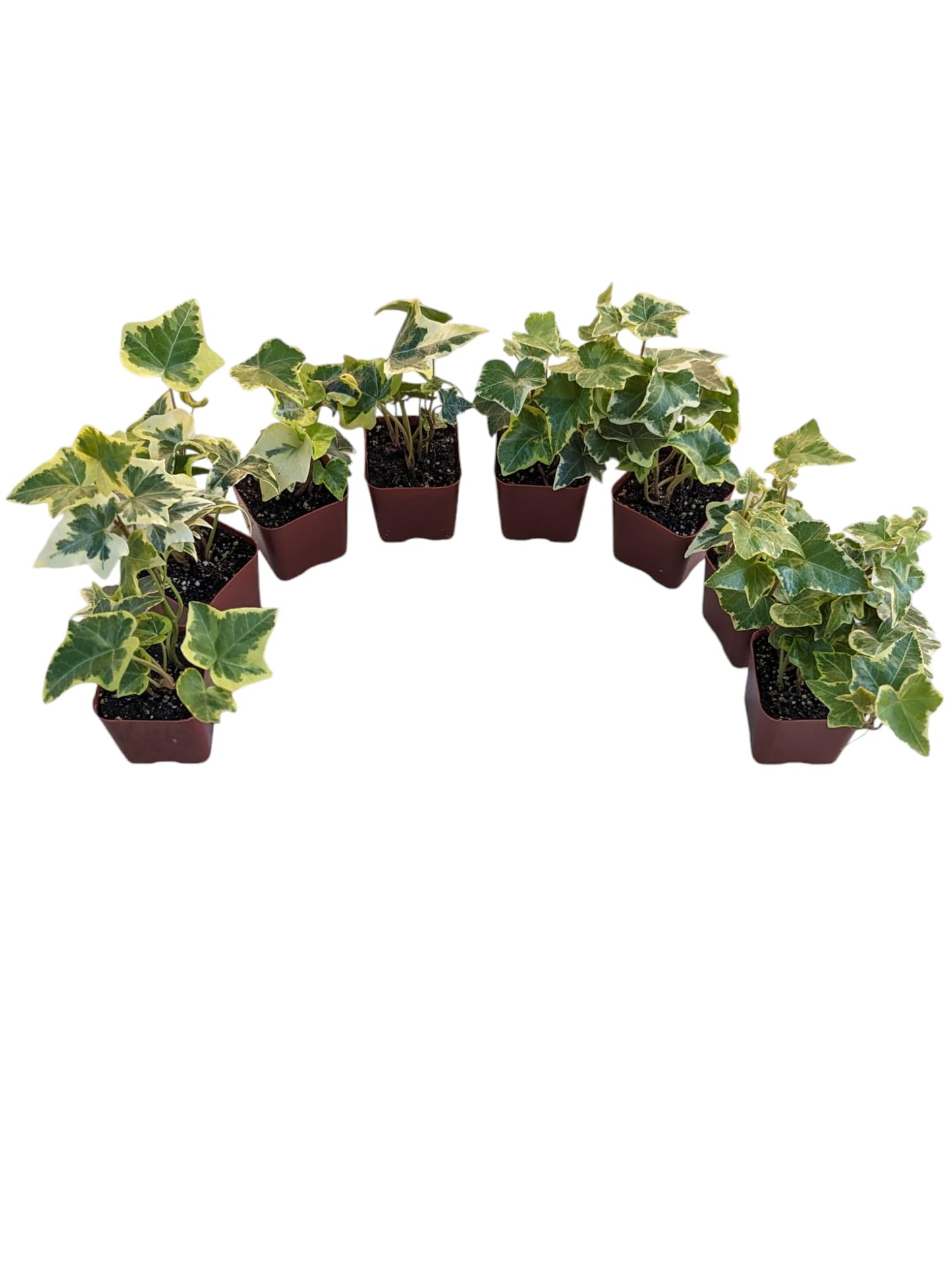 Gold Child English Ivy Plants, Set of 8, Hardy Groundcover, 2 1/4" Pot