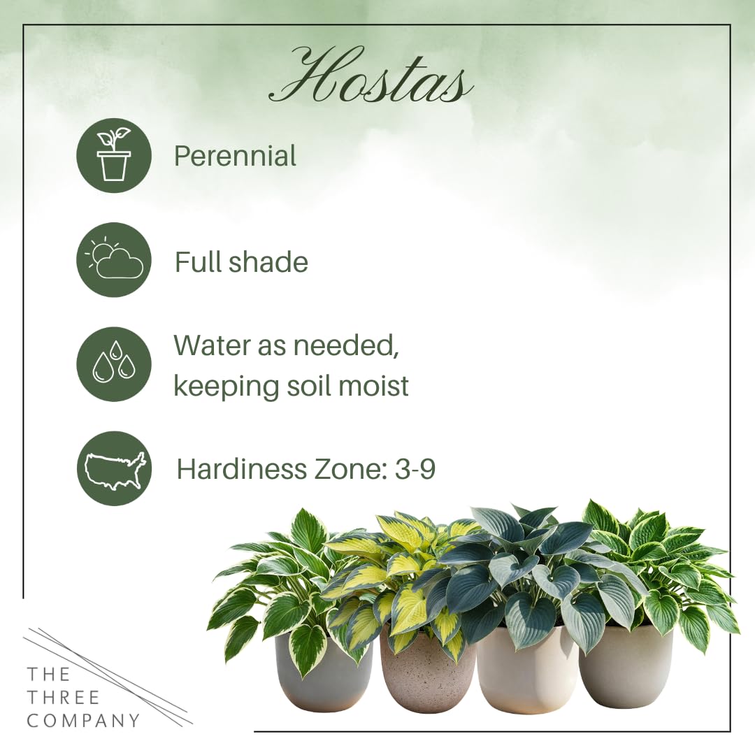 Live Perennial Hosta - Patriot (3 Plants Per Pack) Beautiful Accent Plant, 10" Tall by 4" Wide in 1 Qt Pot