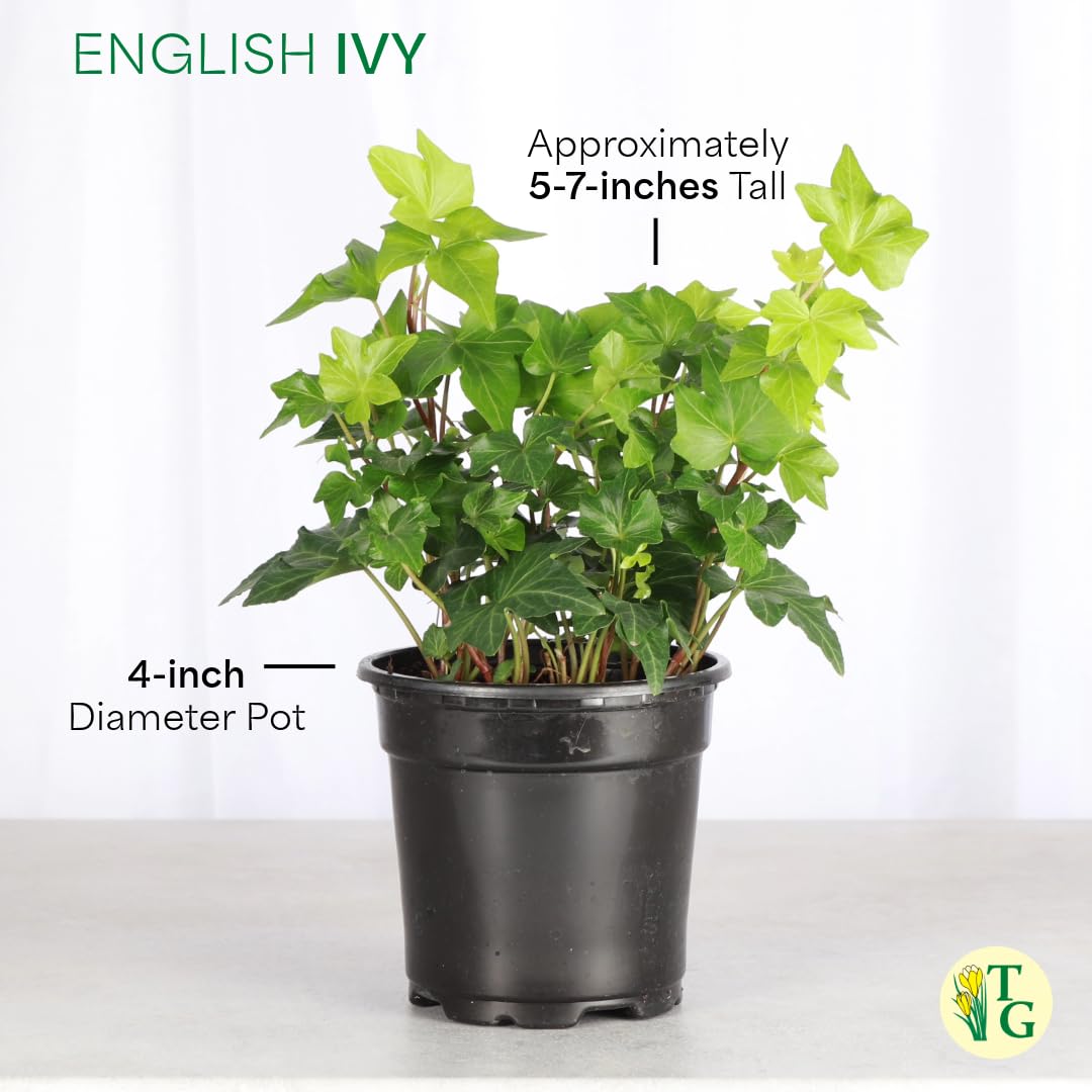 Live Green English Ivy Plant, Hedera Helix, Vining Plant, Live Indoor Plant, 4" Diameter Pot