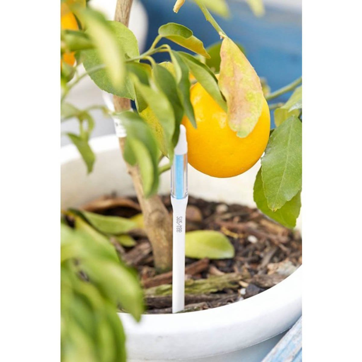 Sustee Aquameter Set of 2, Plant Moisture Sensor, (White, Large, Refillable)