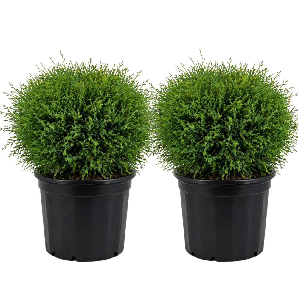2 Mr Bowling Ball Live Plant, Trade Gallon Pot, 12-18 Inch Tall Arborvitae Shrub, Compact Dwarf Evergreen for Landscape, Containers & Garden