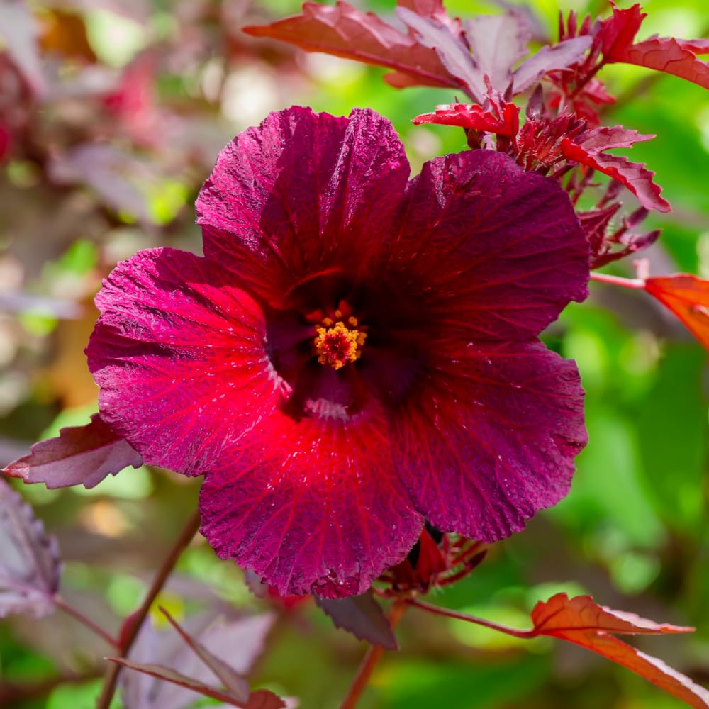 Red Leaf Hibiscus Plants Live, 3 Live Cranberry Hibiscus Plants, Size Plant 5 to 7 Inc Tall