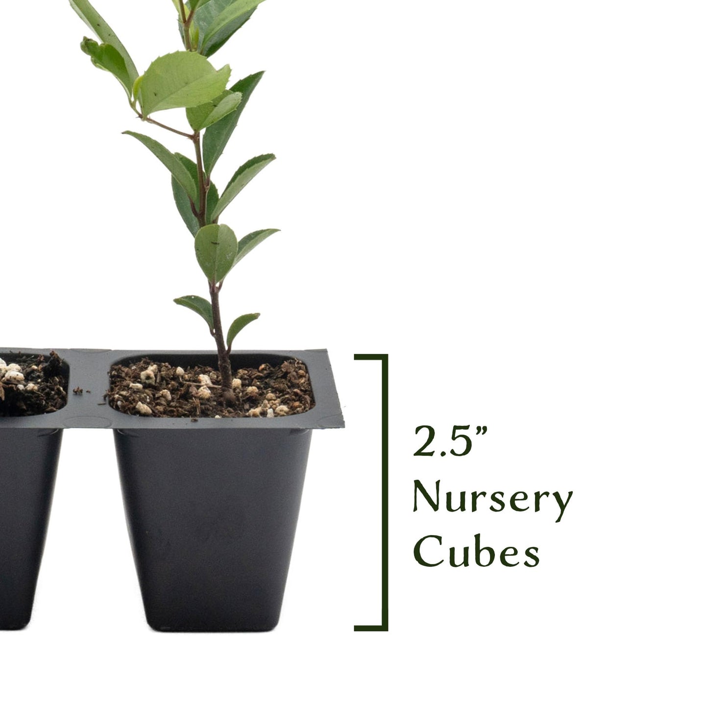 6 Carolina Cherry Laurel in 2.5” Nursery Cubes (Prunus caroliniana) | Evergreen Screening Shrub or Small Tree for Hedges, Borders & Wildlife | Ready-to-Plant Live Starter Plants