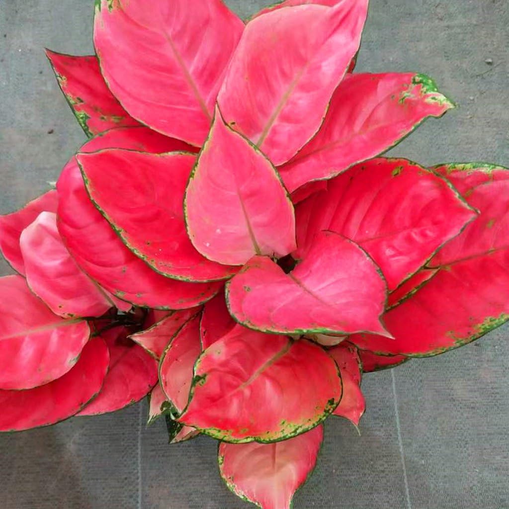 Aglaonema Lucky Red - 3 Live Starter Plants - Aglaonema - Bold Beautiful Colorful Foliage Indoor Houseplant