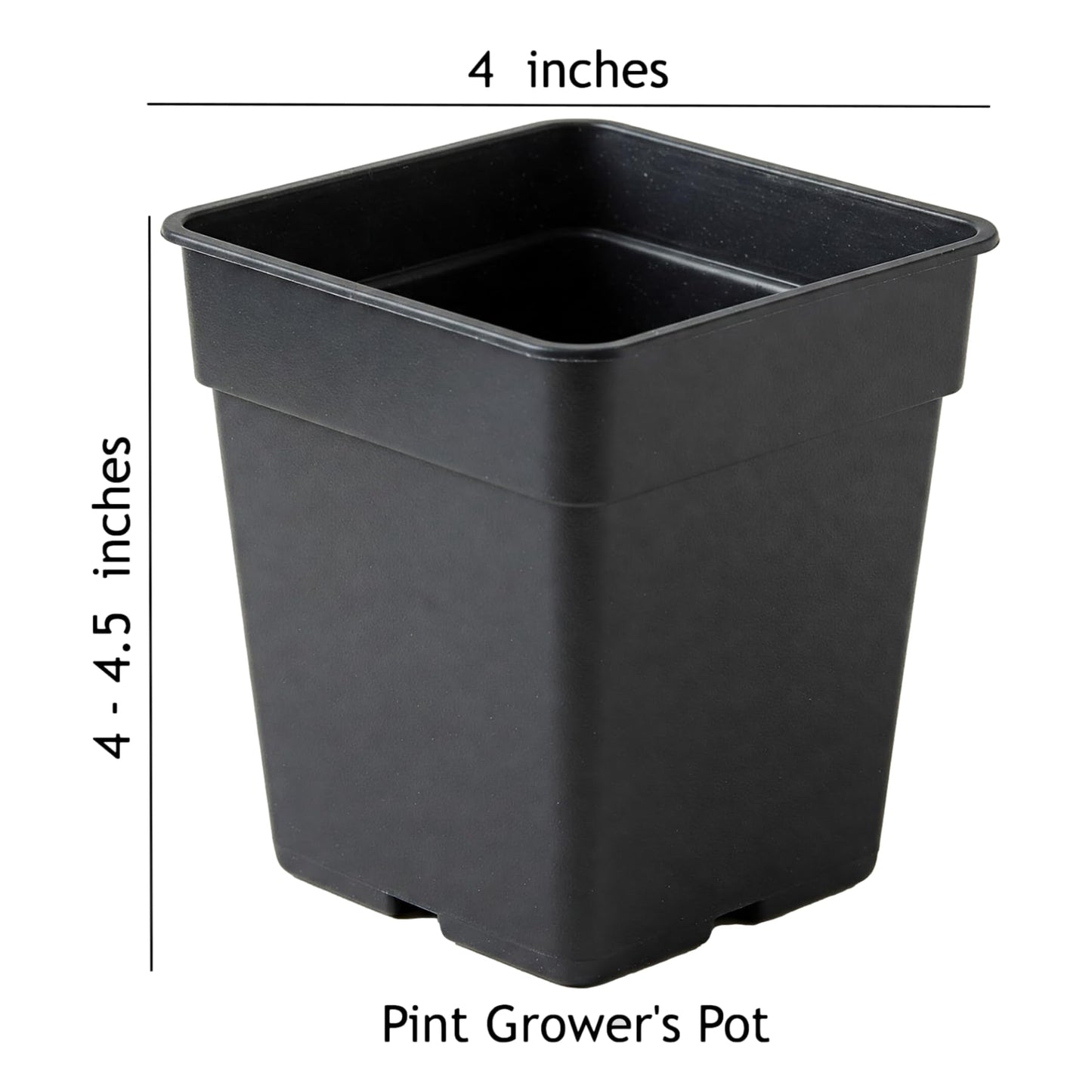 Easy to Grow Gaillardia Arizona Sun - 2 Potted Plants in Quart Grower Pots, Summer to Fall Flowers Full Sun