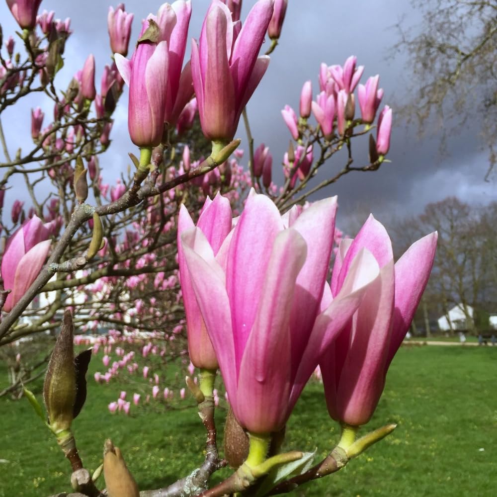 Jane Magnolia Tree Live Plant in 4-8 Inches, Fragrant Spring Blooms, Hardy Perennial Magnolia Flowers Potted Ready to Grow, Winter Dormant
