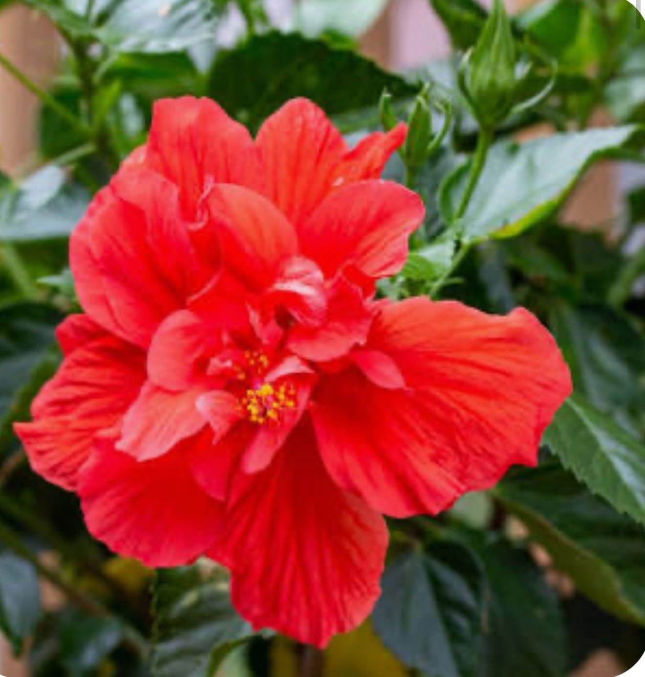 Live Plant - Red Dragon Hibiscus-Small Rooted Starter Plant-Hibiscus Rosa-sinensis