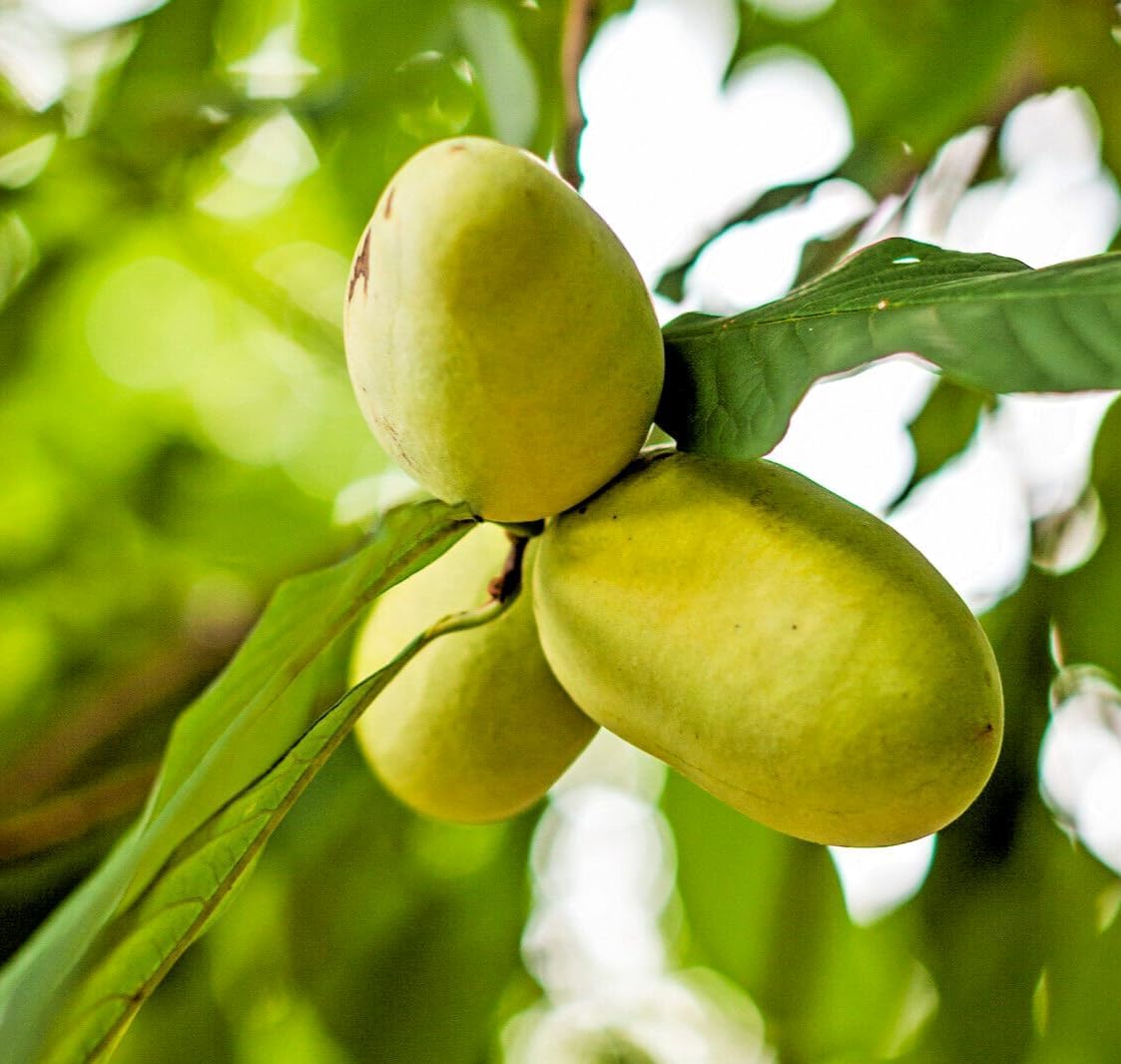 3 Paw Paw Trees - 6-12" Tall Seedlings - Live Plants - Rare Hardy Edible Fruit - Asimina triloba - (3 Pack)