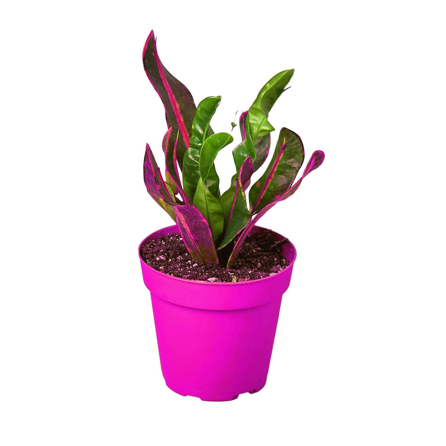 Croton 'Mammy' in 3in Pot - Live Plants Tropical Houseplants | Variegated | USA Growers | The Snobby Leaf