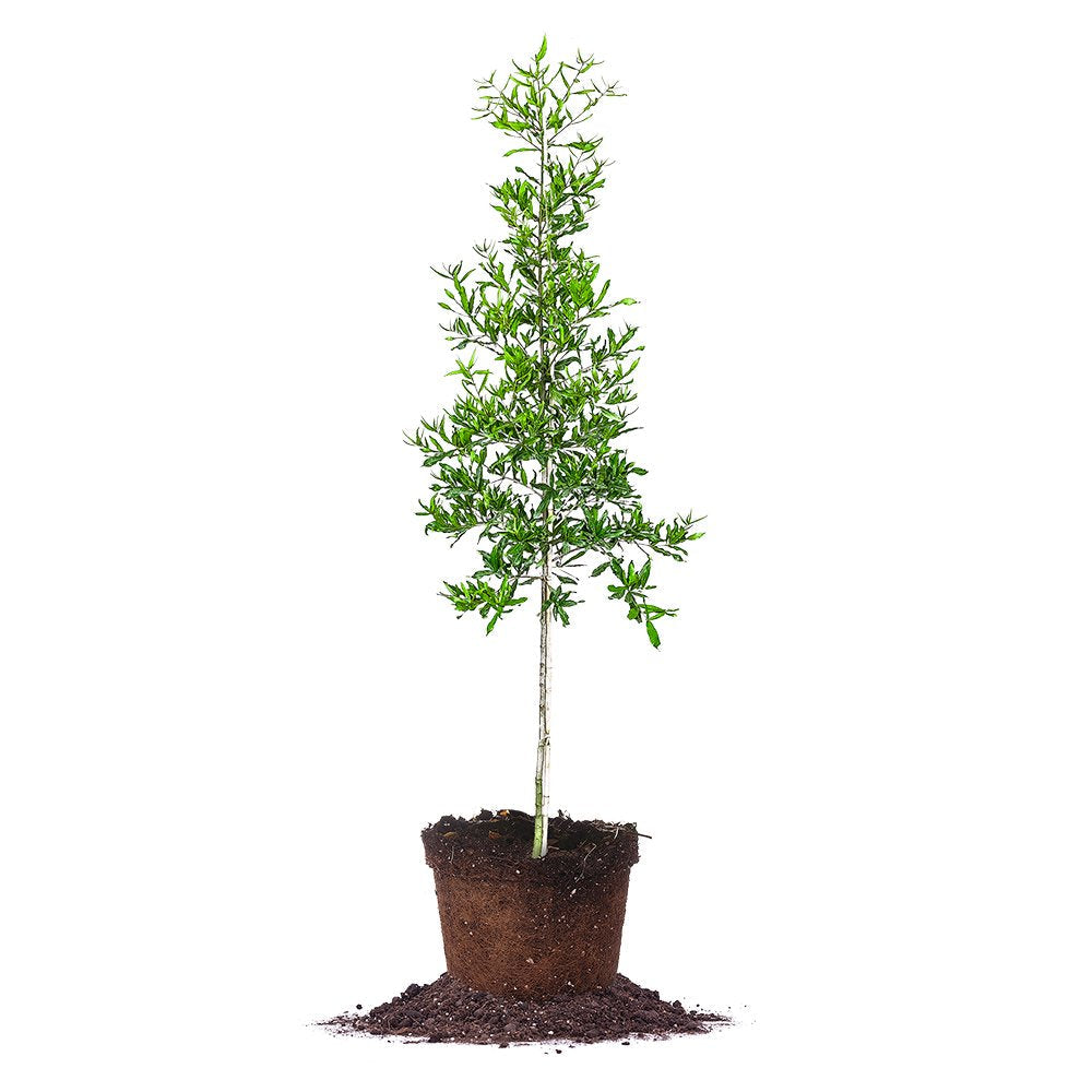 Willow Oak - Size: 4-5 ft, Live Plant, Includes Special Blend Fertilizer & Planting Guide