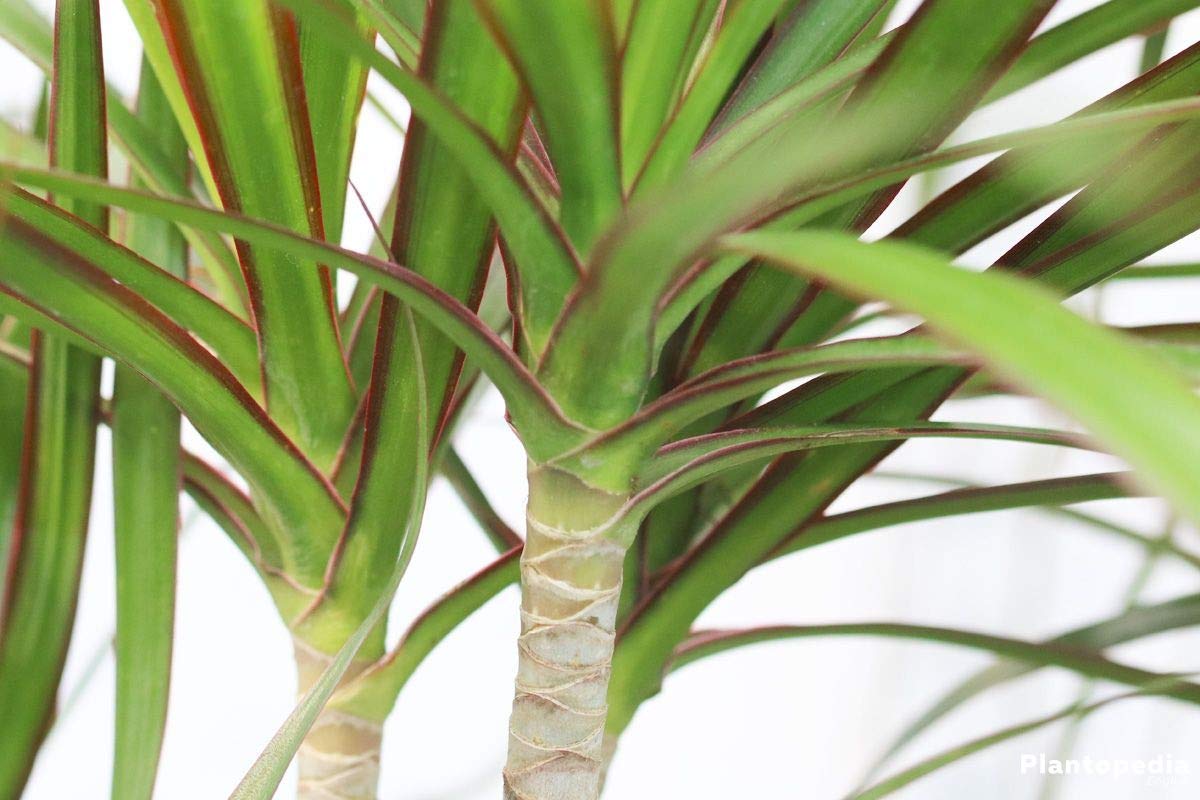 Dracaena Marginata Bush - Live Plant in a 10 Inch Pot - Dracaena Marginata - Easy Care Indoor Air Cleaning Plant