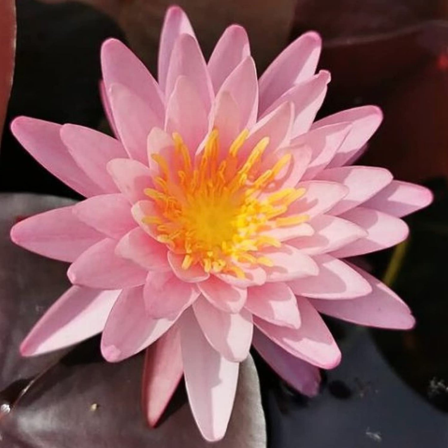 Mainam Mixed Colorful Hardy Water Lily Tuber Live Aquarium Plant for Freshwater Fish Pond Balcony Buy 2 GET Fertilizer Free (Pink Nymphaea Rose Arey)