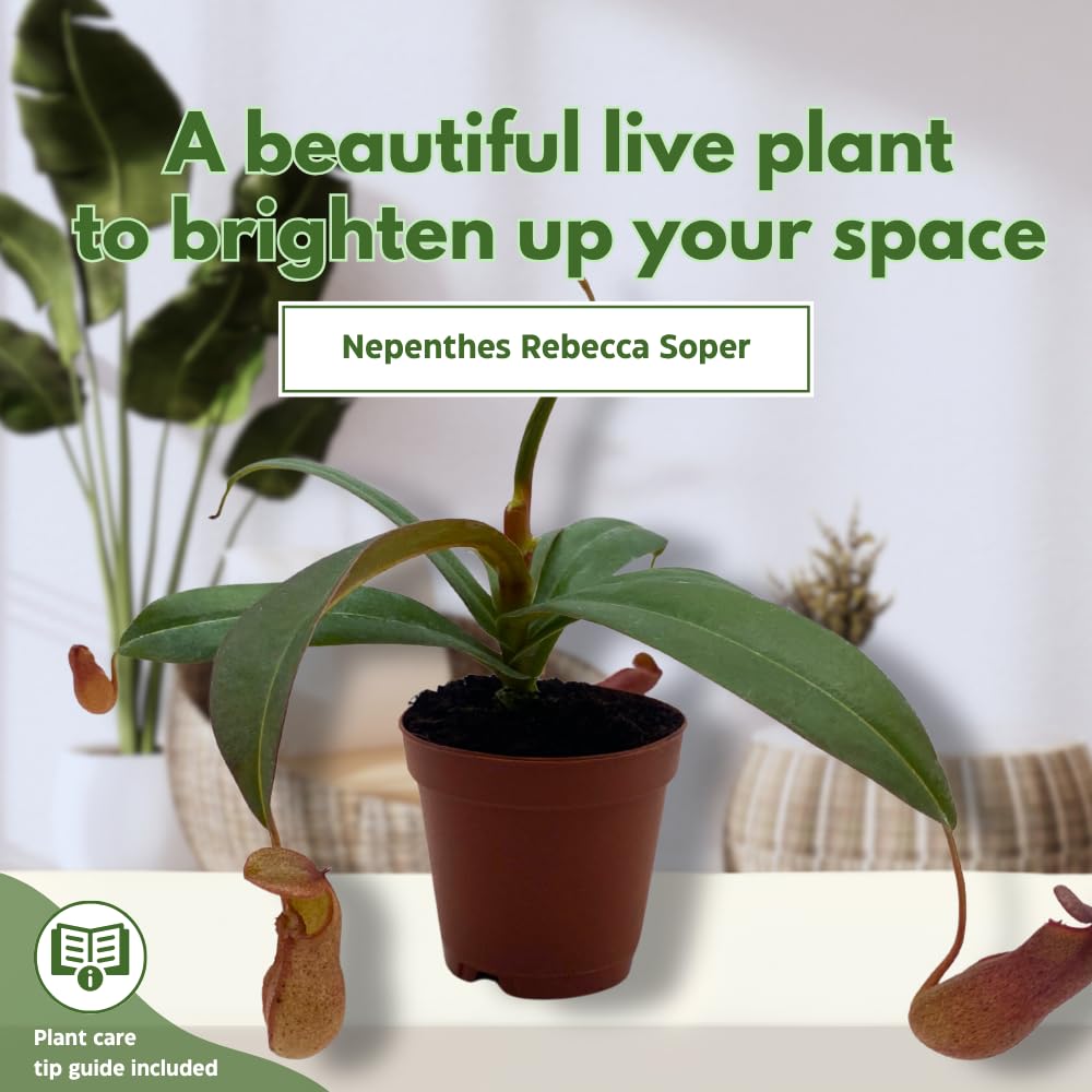 BubbleBlooms Nepenthes Rebecca Soper in a 2 inch Pot Red Tropical Pitcher Carnivorous Plant