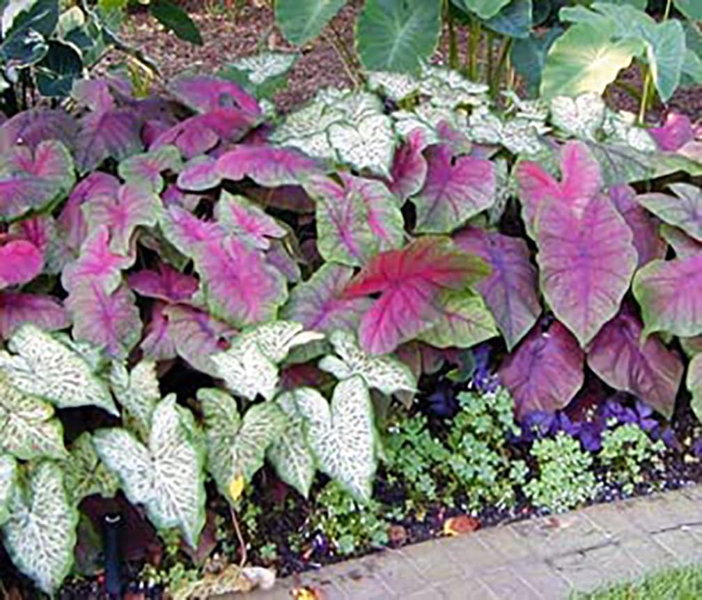 Fancy Leaf Caladium Bulbs - Moonlight Variety - Giant Caladium Plants for Stunning Garden Display - Large Size Root for Zones 9-11, Ideal for Bulk Planting & Landscaping