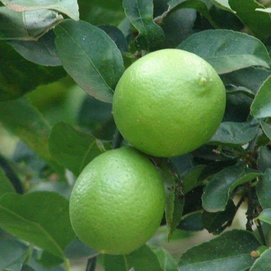 Mexican Key Lime Tree - 2-5 Inch Tall Live Plant - Potted Lime Fruit Seedling - Citrus aurantifolia