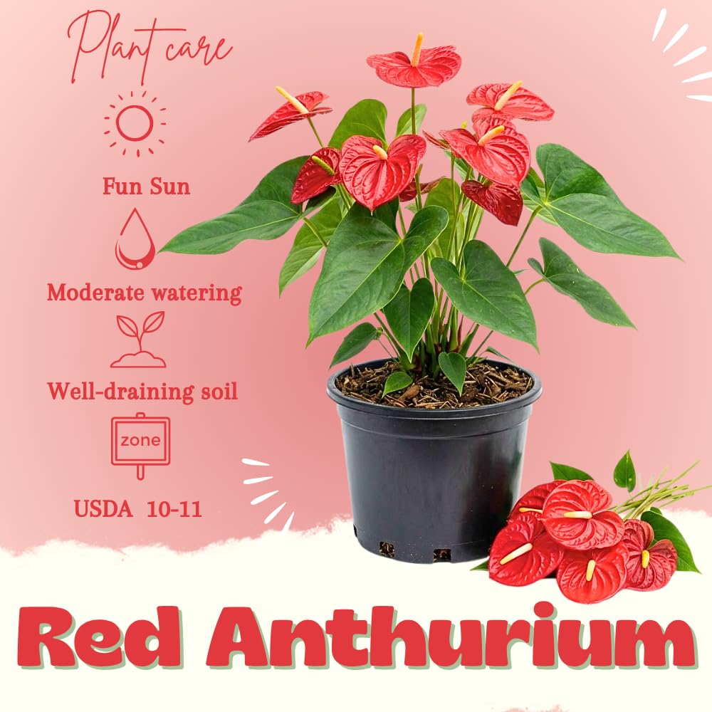 Red Anthurium Live Plants, 6-10" Tall in 6" Pot, Tropical Anthurium Plants, Vibrant Flowering Indoor Plant, Fully Rooted Tropical Decor Plant, No Ship to CA